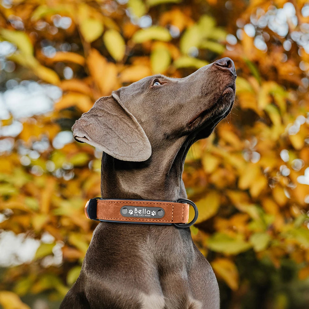 Custom Engraved PU Leather Dog Collar